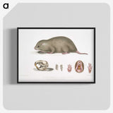 1-61_Indian-Zoology_blk-crop