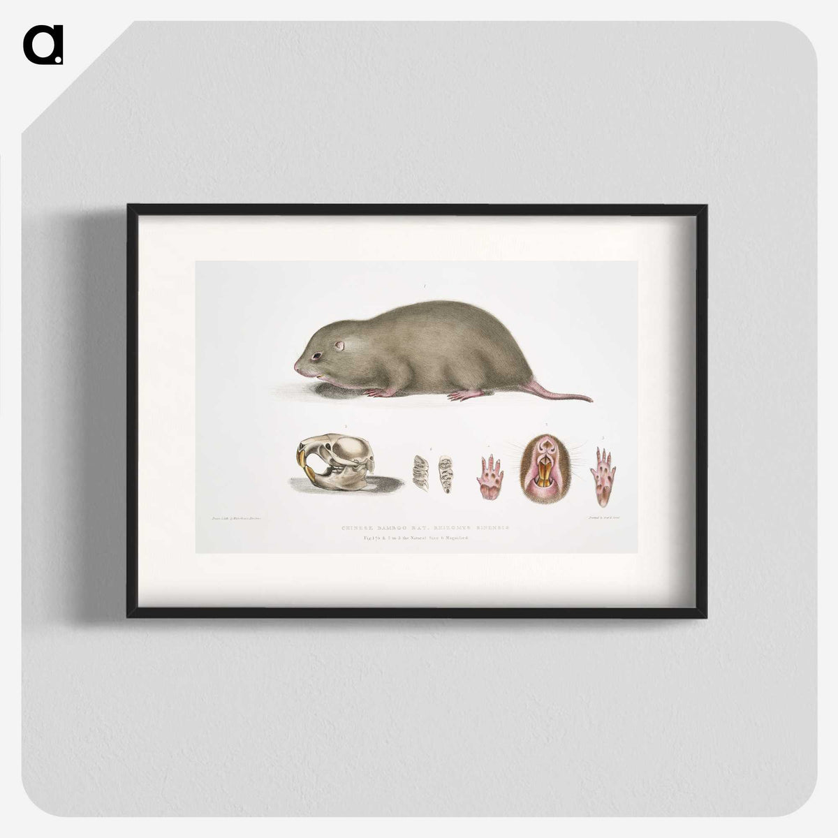 1-61_Indian-Zoology_blk