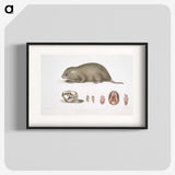 1-61_Indian-Zoology_blk