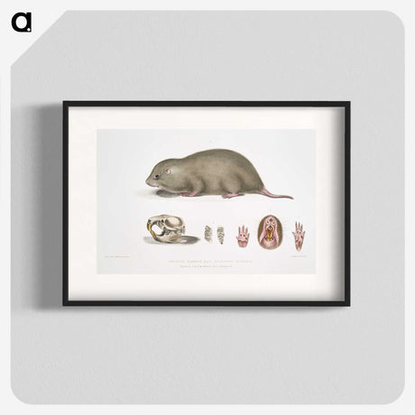 1-61_Indian-Zoology_blk