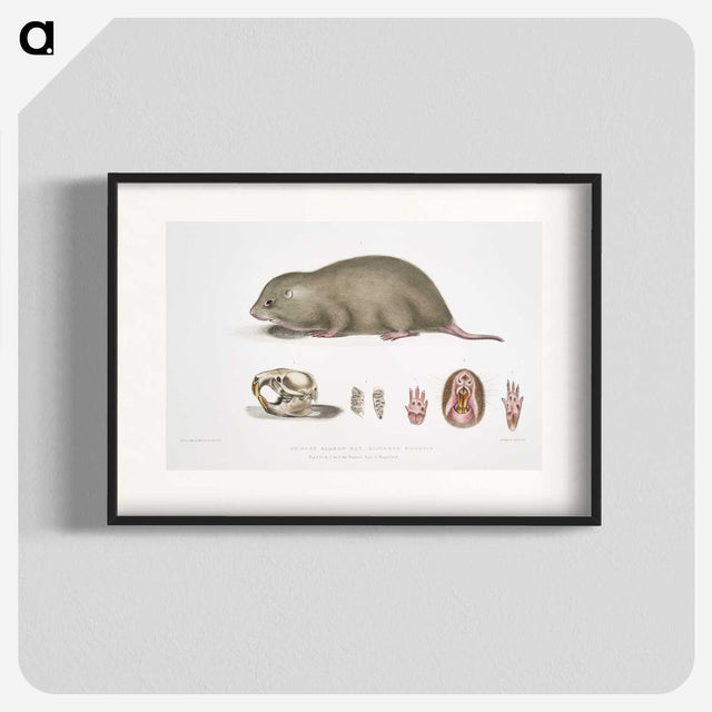 1-61_Indian-Zoology_blk