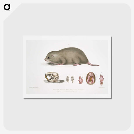 1-61_Indian-Zoology_hagaki