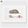 1-61_Indian-Zoology_picture
