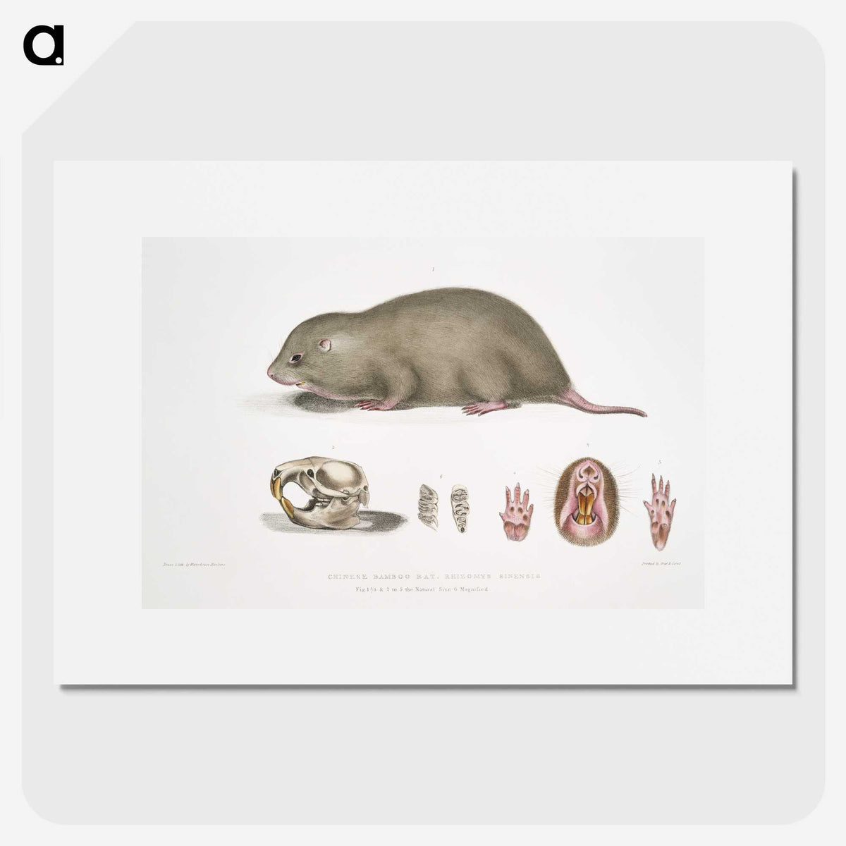 1-61_Indian-Zoology_picture