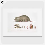 1-61_Indian-Zoology_picture