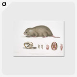 1-61_Indian-Zoology_postcard