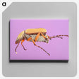 1-61_Insects-Unlocked-Project_canvas