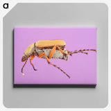 1-61_Insects-Unlocked-Project_canvas