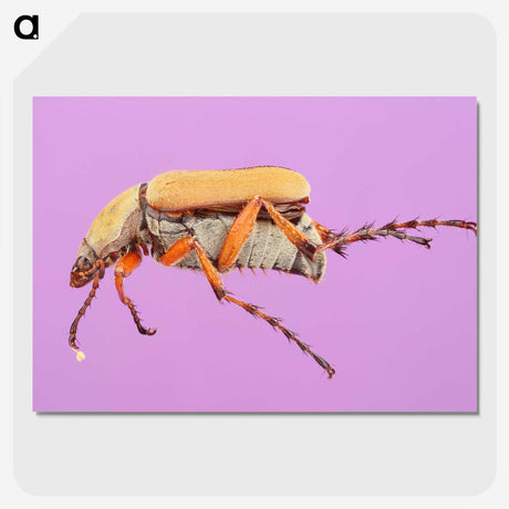 1-61_Insects-Unlocked-Project_picture-crop