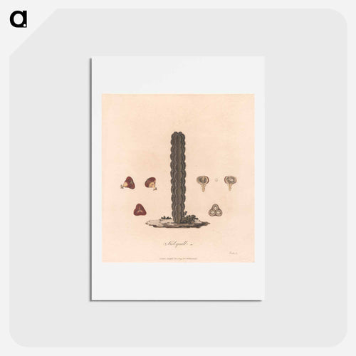 Kolquall
 - ジェームス ヒース Postcard.