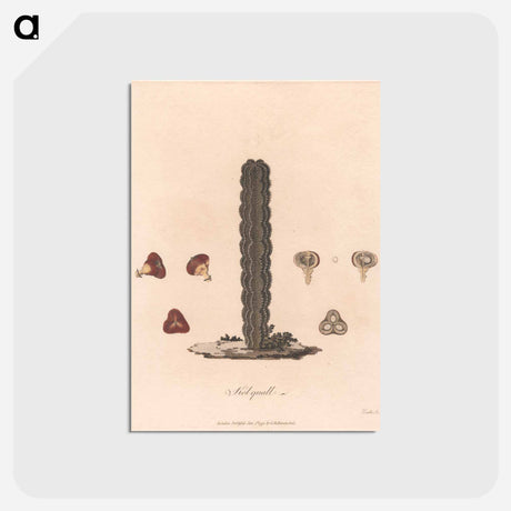 アートポストカード-Kolquall
 - ジェームス ヒース Postcard.