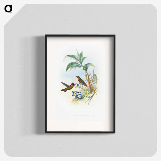 1-61_John-Gould_blk