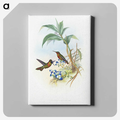 1-61_John-Gould_canvas