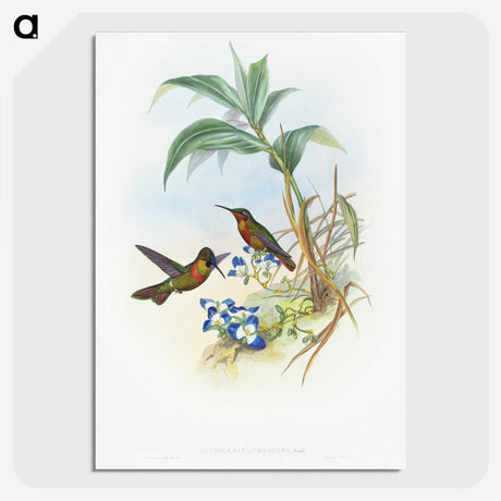 1-61_John-Gould_picture-crop