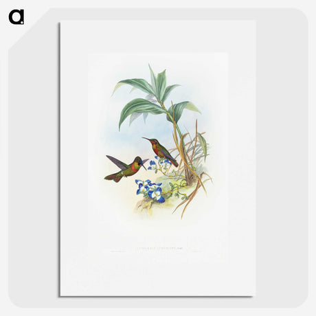 1-61_John-Gould_picture