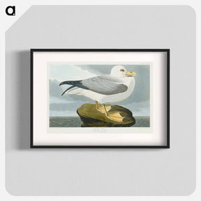 アートポスター-Fulmar Petrel
 - ジョン ジェームス オーデュボン Poster.
