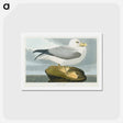 アートポストカード-Fulmar Petrel
 - ジョン ジェームス オーデュボン Postcard.