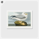 アートポストカード-Fulmar Petrel
 - ジョン ジェームス オーデュボン Postcard.