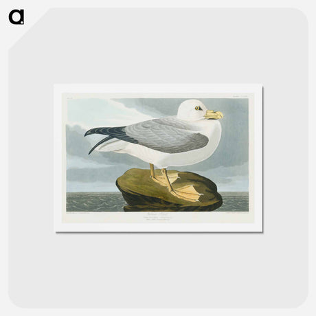アートポストカード-Fulmar Petrel
 - ジョン ジェームス オーデュボン Postcard.