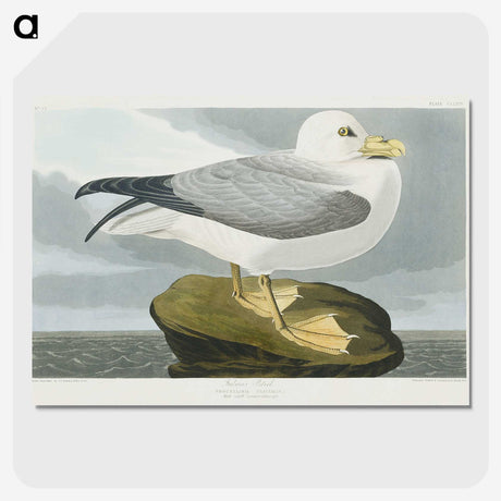 1-61_John-James-Audubon_picture-crop