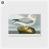 アートポストカード-Fulmar Petrel
 - ジョン ジェームス オーデュボン Postcard.