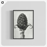 1-61_Karl-Blossfeldt_blk-crop