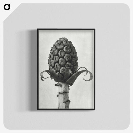 1-61_Karl-Blossfeldt_blk-crop