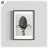 1-61_Karl-Blossfeldt_blk