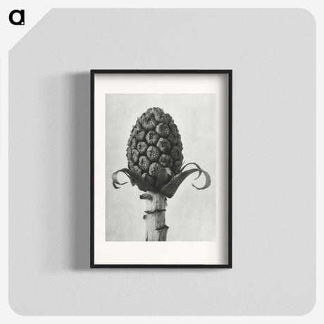 1-61_Karl-Blossfeldt_blk