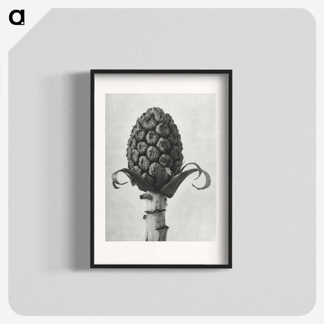 1-61_Karl-Blossfeldt_blk