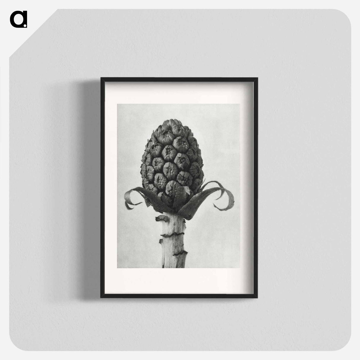 アートポスター-Petasites Officinalis (Butterbur) - カール ブロスフェルト Poster.