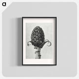 アートポスター-Petasites Officinalis (Butterbur) - カール ブロスフェルト Poster.