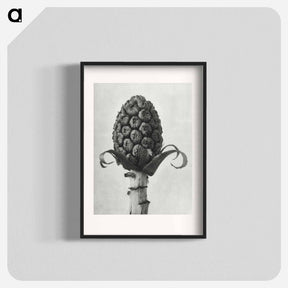 アートポスター-Petasites Officinalis (Butterbur) - カール ブロスフェルト Poster.