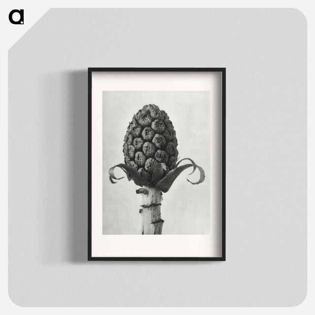 アートポスター-Petasites Officinalis (Butterbur) - カール ブロスフェルト Poster.