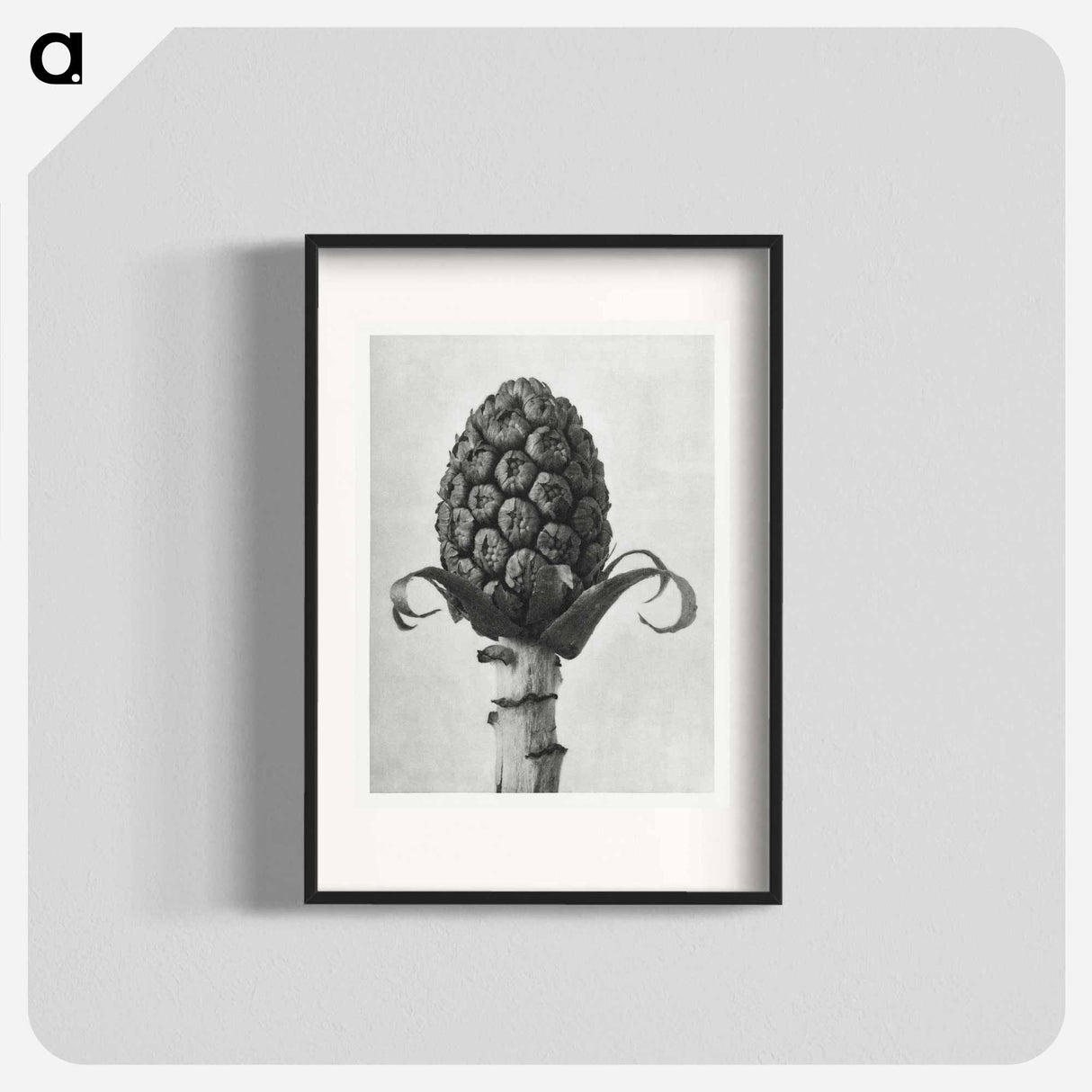 Petasites Officinalis (Butterbur) - Karl Blossfeldt Poster.
