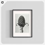 Petasites Officinalis (Butterbur) - Karl Blossfeldt Poster.