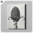 1-61_Karl-Blossfeldt_canvas
