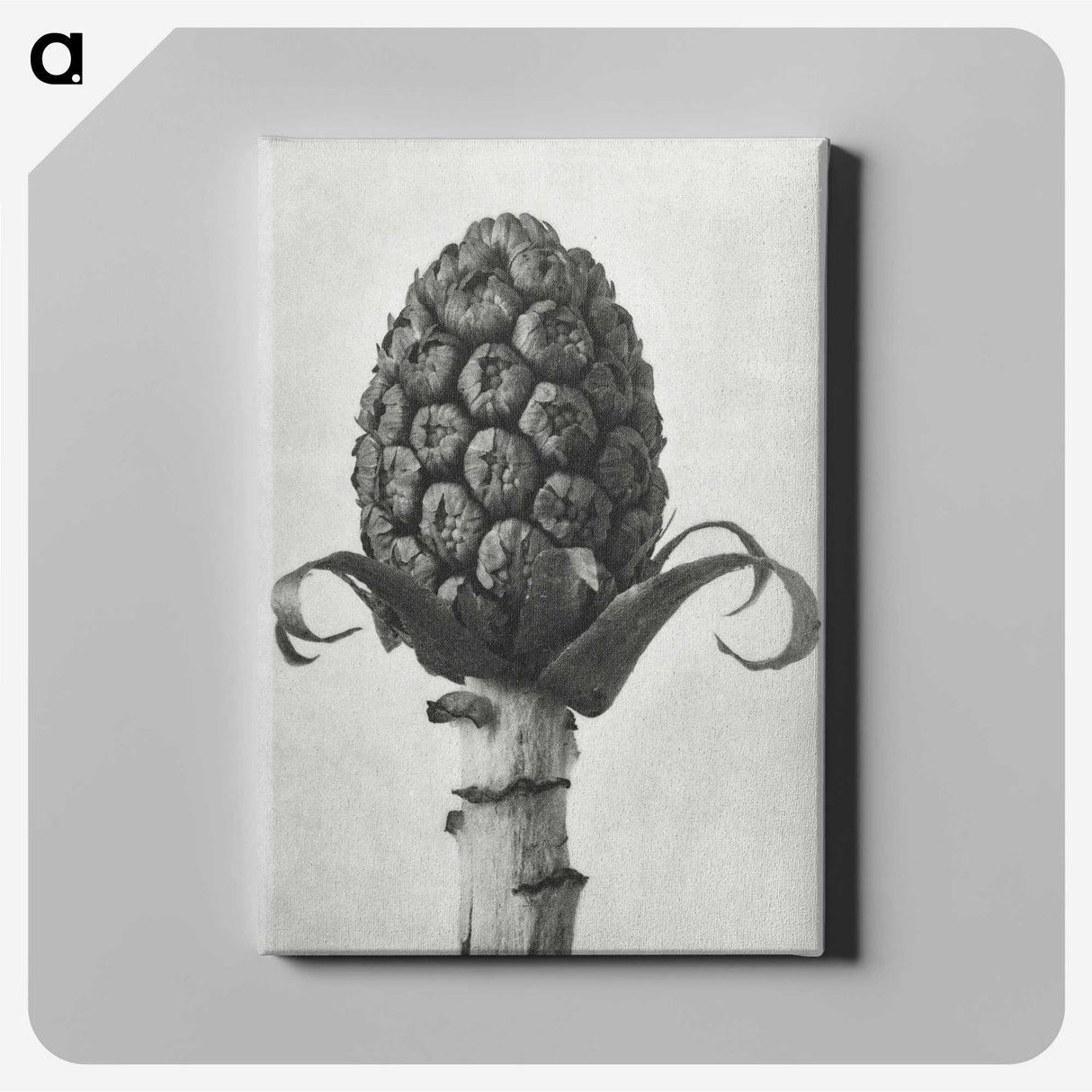 1-61_Karl-Blossfeldt_canvas