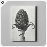 1-61_Karl-Blossfeldt_canvas