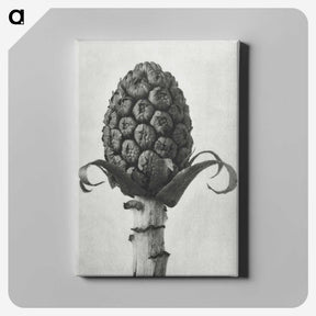 1-61_Karl-Blossfeldt_canvas
