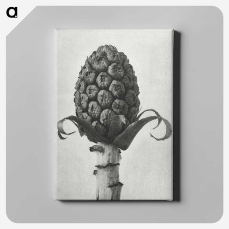 1-61_Karl-Blossfeldt_canvas