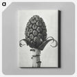アートパネル-Petasites Officinalis (Butterbur) - カール ブロスフェルト Canvas.