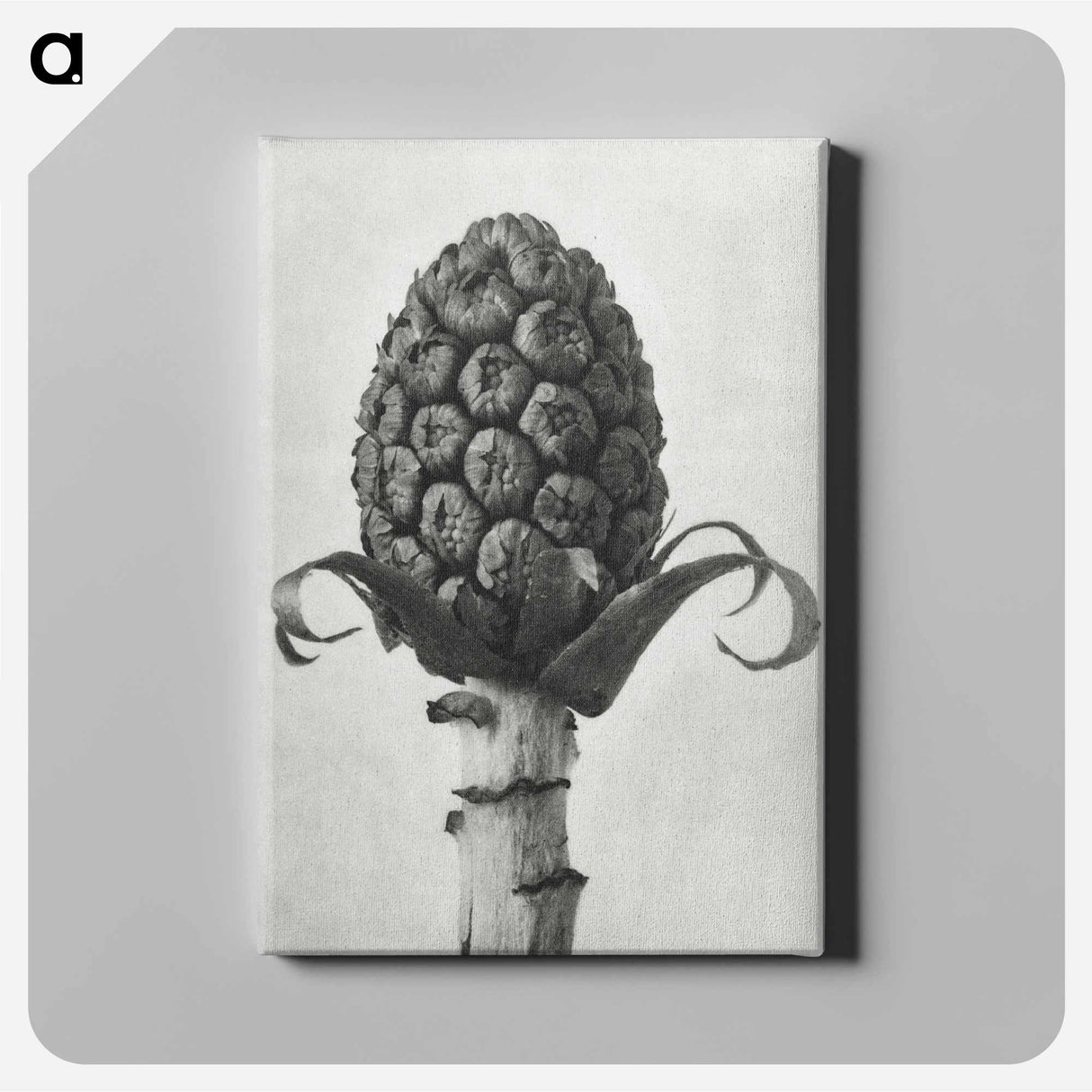 アートパネル-Petasites Officinalis (Butterbur) - カール ブロスフェルト Canvas.
