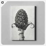 アートパネル-Petasites Officinalis (Butterbur) - カール ブロスフェルト Canvas.