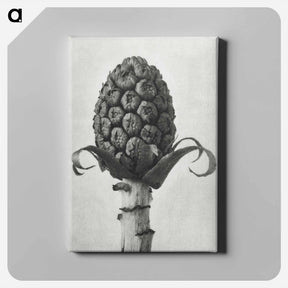 アートパネル-Petasites Officinalis (Butterbur) - カール ブロスフェルト Canvas.