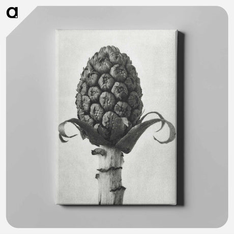 アートパネル-Petasites Officinalis (Butterbur) - カール ブロスフェルト Canvas.