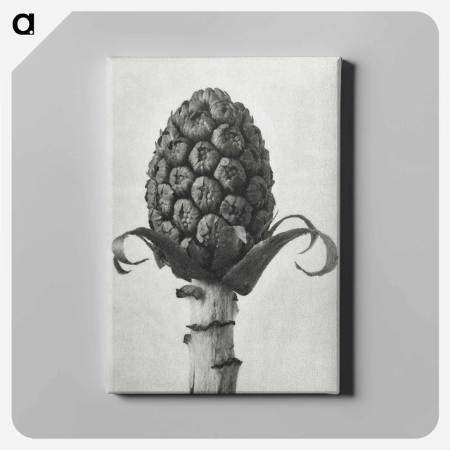 アートパネル-Petasites Officinalis (Butterbur) - カール ブロスフェルト Canvas.