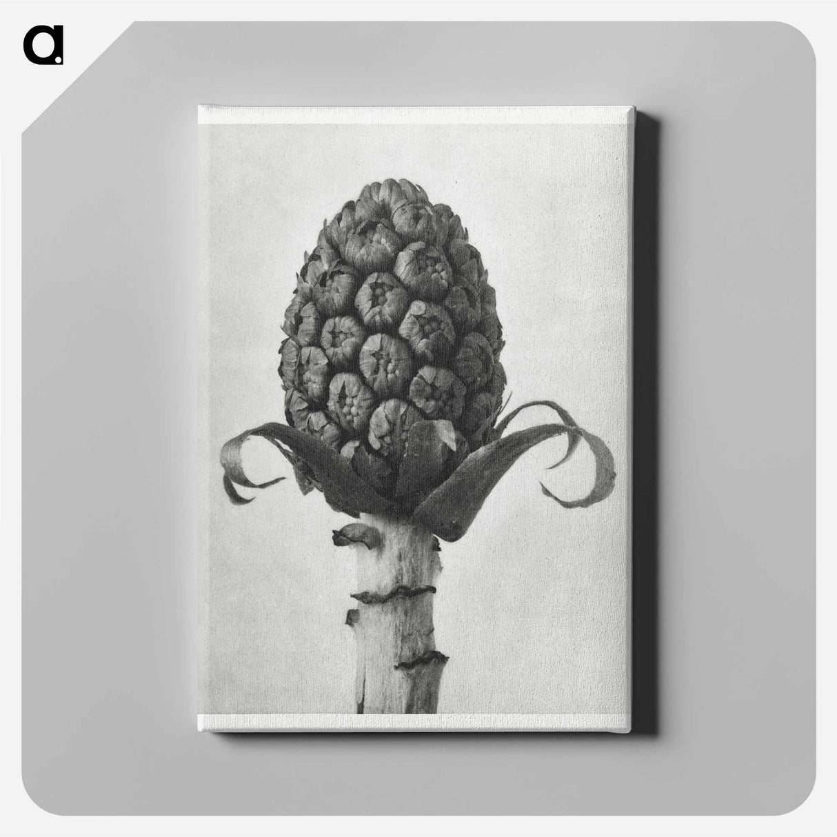 Petasites Officinalis (Butterbur) - カール ブロスフェルト Canvas.