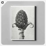 Petasites Officinalis (Butterbur) - Karl Blossfeldt Canvas.