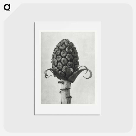 アートポストカード-Petasites Officinalis (Butterbur) - カール ブロスフェルト Postcard.